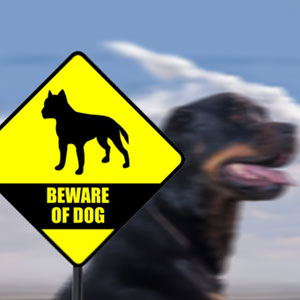 Have You Been The Victim Of A Dog Attack